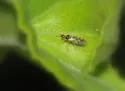 Dicyphus hesperus - photo 2