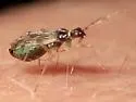 Dicyphus hesperus - photo 3