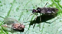 Dicyphus hesperus - photo 4