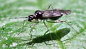 Dicyphus hesperus - photo 5