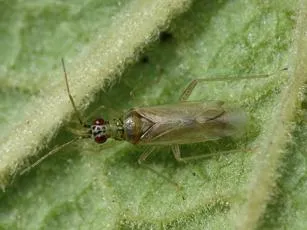 Dicyphus pallicornis