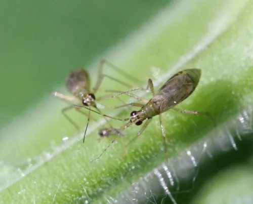 Dicyphus pallicornis - photo 2