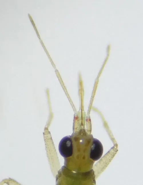 Dicyphus pallicornis - photo 3