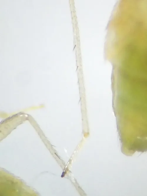 Dicyphus pallicornis - photo 4