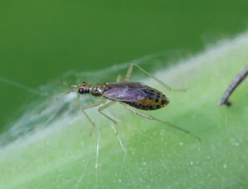 Dicyphus pallicornis - photo 5