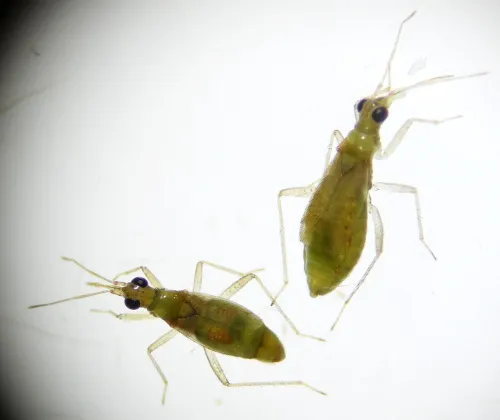 Dicyphus pallicornis - photo 6