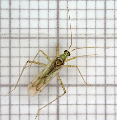 Dicyphus pallidus