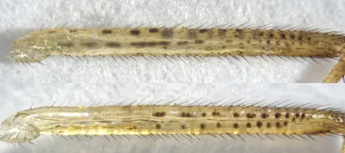 Dicyphus pallidus - photo 2
