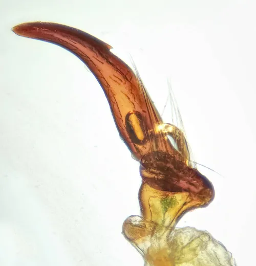 Dicyphus pallidus - photo 3