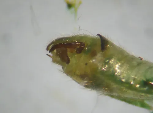 Dicyphus pallidus - photo 4