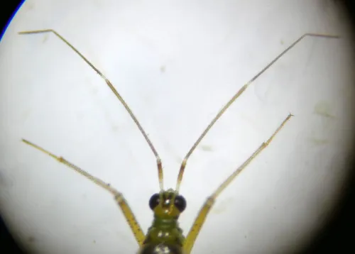 Dicyphus pallidus - photo 5