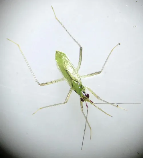 Dicyphus pallidus - photo 6