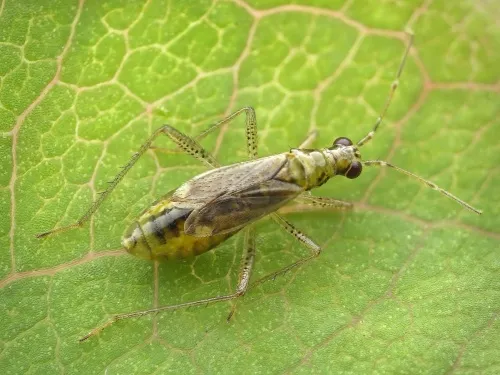Dicyphus stachydis