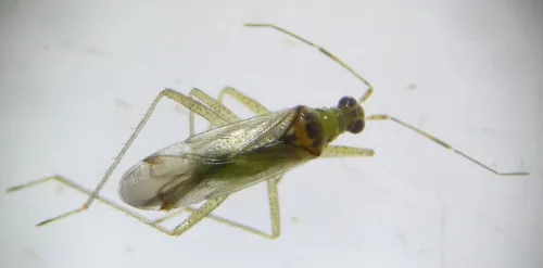 Dicyphus stachydis - photo 2
