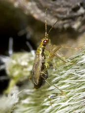 Dicyphus stachydis - photo 3