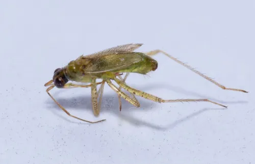 Dicyphus stachydis - photo 4