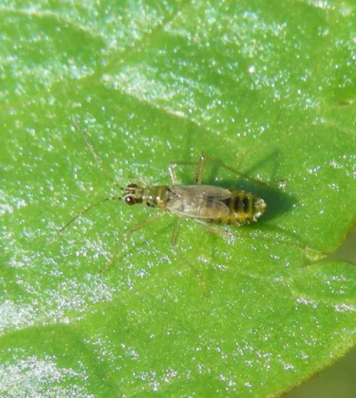 Dicyphus stachydis - photo 5