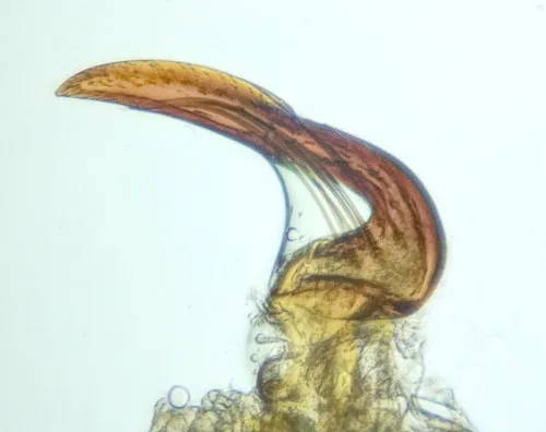 Dicyphus stachydis - photo 6