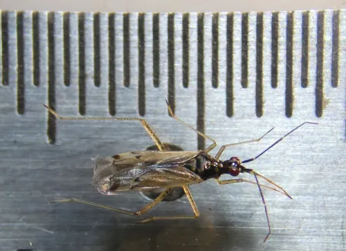 Dicyphus stachydis - photo 8