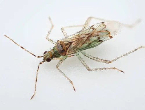 Dicyphus tamaninii
