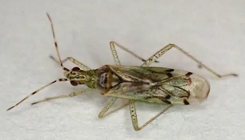 Dicyphus tamaninii - photo 2