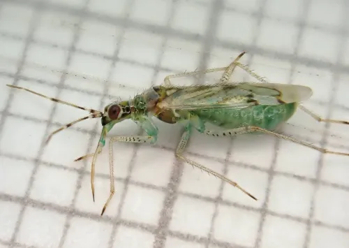 Dicyphus tamaninii - photo 3