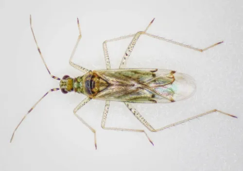 Dicyphus tamaninii - photo 4
