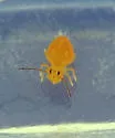 Dicyrtoma aurata