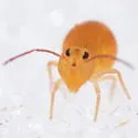 Dicyrtoma aurata - photo 2