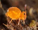 Dicyrtoma aurata - photo 3