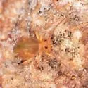 Dicyrtoma aurata - photo 4