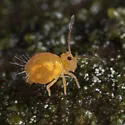 Dicyrtoma aurata - photo 5