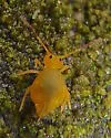 Dicyrtoma flammea