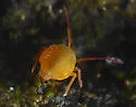 Dicyrtoma flammea - photo 2