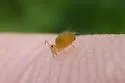 Dicyrtoma flammea - photo 3