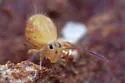 Dicyrtoma flammea - photo 4