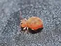 Dicyrtoma flammea - photo 5