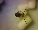 Dicyrtoma hageni