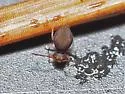 Dicyrtoma hageni - photo 2