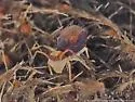 Dicyrtoma hageni - photo 3