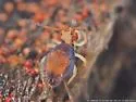 Dicyrtoma hageni - photo 4