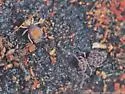 Dicyrtoma hageni - photo 5