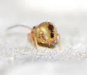 Dicyrtomina minuta - photo 2