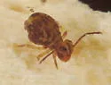 Dicyrtomina minuta - photo 3