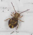Dicyrtomina minuta - photo 4