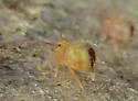 Dicyrtomina minuta - photo 5