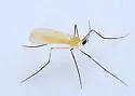 Didactylomyia longimana