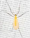 Didactylomyia longimana - photo 2