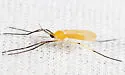 Didactylomyia longimana - photo 3