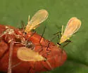 Didactylomyia longimana - photo 4